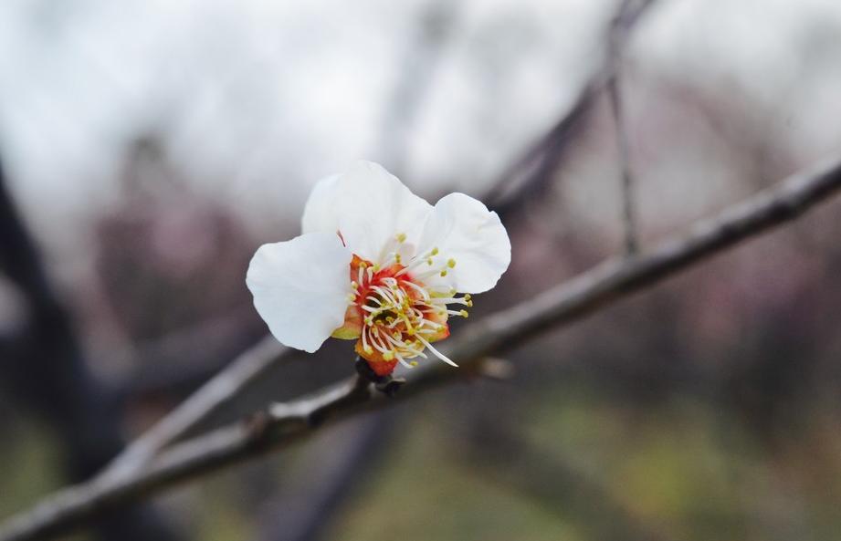 两天打鱼三天网，不饿不饱只求财是指那个生肖详细解答、解释与落实、深度解答解释落实